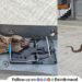 snake caught in rat trap