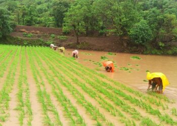 Maval Taluka Paddy Cultivation by Four Sutra Method