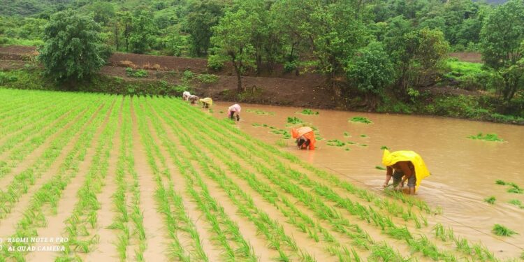 Maval Taluka Paddy Cultivation by Four Sutra Method