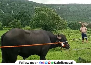 Farmer dies in buffalo attack