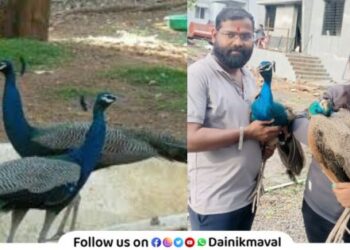 Giving life to injured peacocks Vadgaon Maval