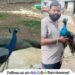 Giving life to injured peacocks Vadgaon Maval
