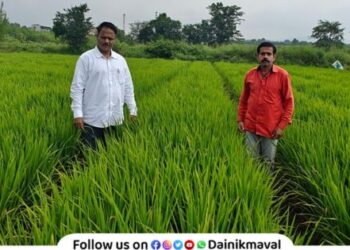 Paddy crop grown under SRT method