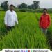 Paddy crop grown under SRT method
