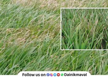 outbreak of Karpa disease on paddy