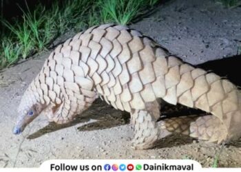 Pangolins