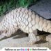 Pangolins