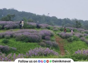 Wild flowers are blooming near Lonavala