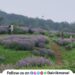 Wild flowers are blooming near Lonavala