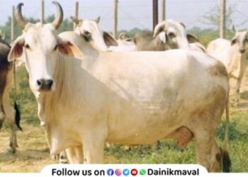 rajya mata gomata cow