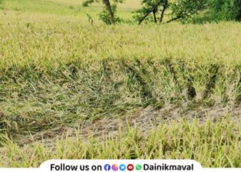 Loss of paddy cultivation at places in Maval taluka due to return monsoon rains