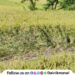 Loss of paddy cultivation at places in Maval taluka due to return monsoon rains