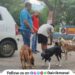 Vaccination of more than 700 dogs in Khopoli