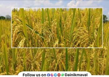 paddy crop harvesting