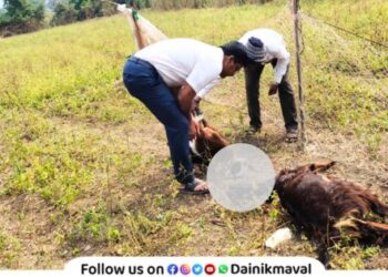 Leopard terror in Nanoli Indori area Maval Two goats of shepherd killed in animal attack