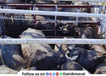 Transport of 95 animals in four vehicles case registered against 10 persons incident in Maval Taluka