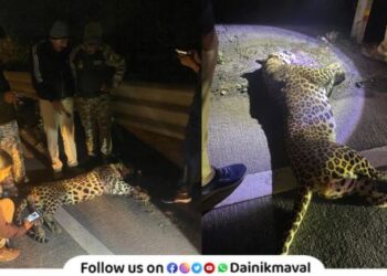 leopard died after being hit by an unknown vehicle on Mumbai Pune Expressway