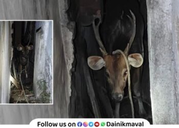 sambar deer stuck in a company at Vadgaon Maval was rescued safely