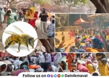 Devotees of Ekvira Devi attacked by angry bees at Karla Fort Maval News