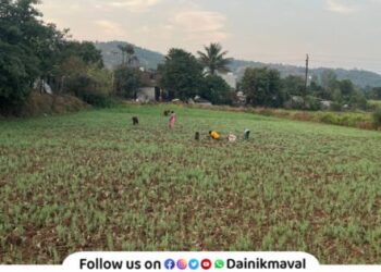 Rabi season crop maval taluka