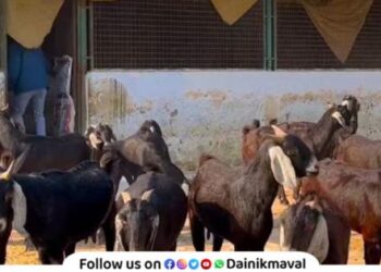 Talegaon MIDC police have arrested two people who stole 9 bucks from a mutton shop