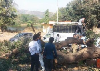 मोठी बातमी ! कार्ला येथे आठवडे बाजारात झाड कोसळले ; सहा जण जखमी, एक गंभीर