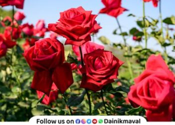 Maval taluka First in rose export in Maharashtra Valentine Day Special
