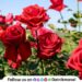 Maval taluka First in rose export in Maharashtra Valentine Day Special