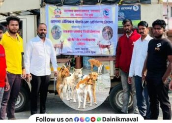 Sterilization campaign of stray dogs started in Vadgaon Maval City