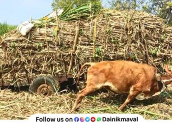 case registered against driver who brutally beat bulls with cane Shirgaon Police