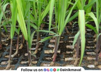 Distribution of saplings from Sant Tukaram Sugar Factory to increase sugarcane production Maval News