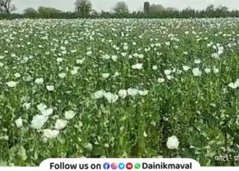 Cultivation of opium in Dehu areas plants worth three lakhs seized farmer arrested