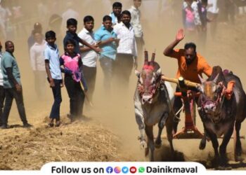 Two hundred bullock cart in the race at Malvali Lonavala