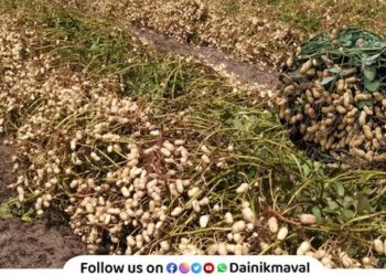 Subsidy for summer groundnut crop Farmers should approach Agriculture Department with necessary documents