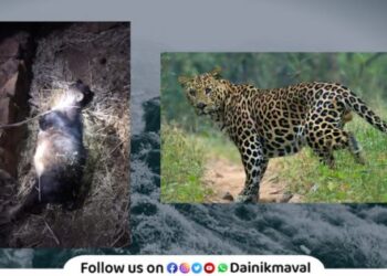 Wildlife terror in Rajmachi area Information of villagers about leopards