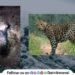 Wildlife terror in Rajmachi area Information of villagers about leopards