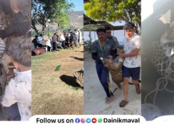 Leopard caught at Pavana Dam Ambegaon in Maval cases registered against citizens by Forest Department