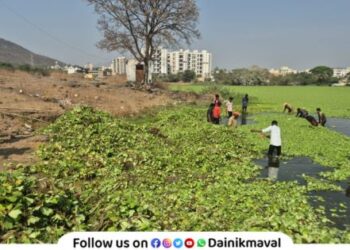 Removal of water plants from the pond in Talegaon Dabhade city has begun