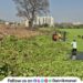 Removal of water plants from the pond in Talegaon Dabhade city has begun