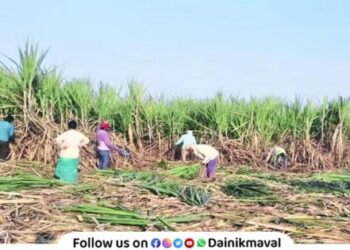 Sugarcane harvester workers
