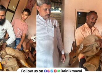 Farmer family saves life of Bhekar deer in Thugaon Maval