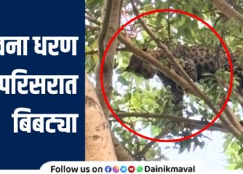 Leopard attacks one person in Ambegaon area of ​​Pawan Maval fear among villagers and tourists