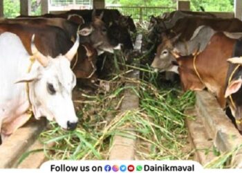 Fodder shortage in Maval taluka Dairy farmers worried