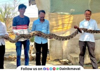Twelve foot python found in Mahagaon Snake friend Ramesh Kumbhar saves snake life
