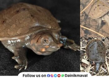 20 rare turtle hatchlings found in Parandavadi released back into the wild