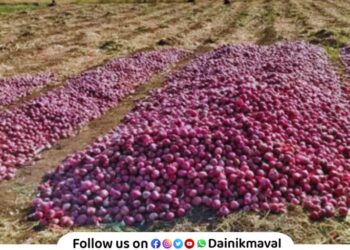 Onion thieves in Dehu area sacks of onions stolen from fields