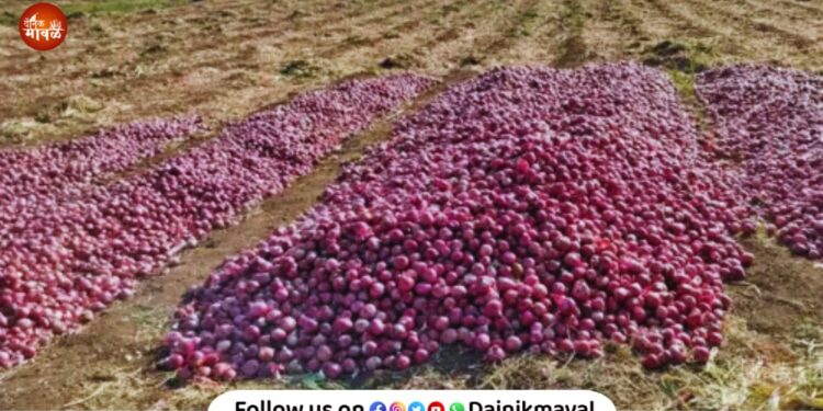 Onion thieves in Dehu area sacks of onions stolen from fields