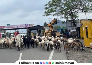 Shepherds who went to Konkan begin their journey back home