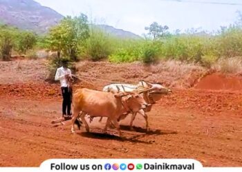 Rice paddy sowing farmer agriculture farm