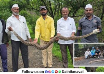 9 pythons were saved from death by Wildlife Protector Maval Shivdurg Mitra snake friends Maval